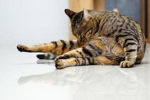 Tabby cat is licking its own fur. photo