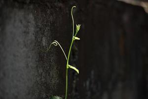 Ivy calabaza, coccinia en la pared de cemento de fondo. foto