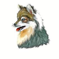 Alaskan Klee Kai Dog Watercolor Hand Drawn Sketch Paint Drawing Illustration vector