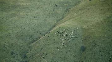 8k troupeau de moutons dans un pré couvert d'herbe verte fraîche video