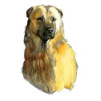 Afghan Shepherd Dog Watercolor Hand Drawn Sketch Paint Drawing Illustration vector