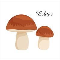 Two Boletus Mushrooms . Flat cartoon vector illustration isolated on white. Mushroom with brown cap. Natural forest product.