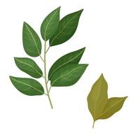 Bay leaf branch and dried. Vector illustration spicy herb is isolated on white.