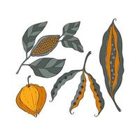 Seeds pods grain set hand drawing doodle color, pod, grain, bean, physalis. Isolated, white background. vector