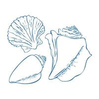 Set of vector seashells in doodle style, hand drawn dark outline, isolated, white background.