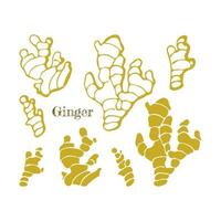 Ginger root set, hand drawn doodle, contour. Isolated, white background. vector