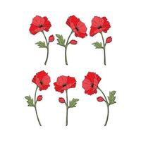 Scarlet red poppy flowering plant doodle style on stem with leaves, vector set, isolated, white background.