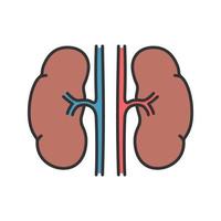 Human kidneys color icon. Urinary system. Isolated vector illustration