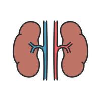 Human kidneys color icon. Urinary system. Isolated vector illustration