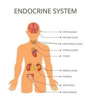 Human Body Organ Systems Concept vector