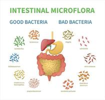 conjunto de dibujos animados de microflora intestinal vector