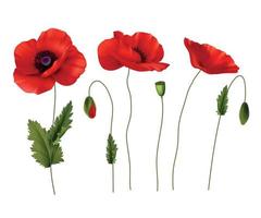 Red Poppies Flowers Realistic Set vector