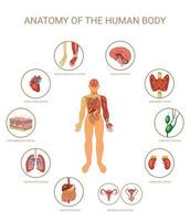 concepto coloreado de los sistemas de órganos del cuerpo humano vector