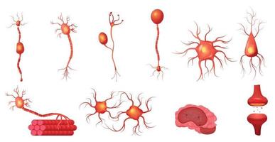 Neuroscience Neuron Icon Set vector