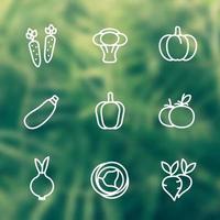 Vegetables line icons set, carrot, broccoli, pumpkin, courgette, pepper, cabbage, beet, onion vector