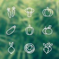 Vegetables line icons set, carrot, broccoli, pumpkin, courgette, pepper, cabbage, beet, onion vector