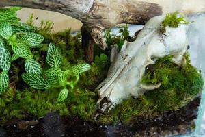 Florarium with forest plants and moss, wood and animal skull decoration photo