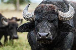 black water buffalo in the fields photo