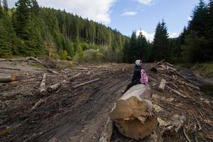 tree felling in charpatians forest, cut down pines in mountains, destroyed forest ,natural disaster, ecology problems photo