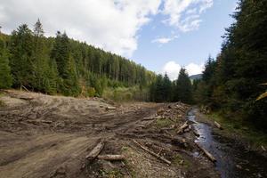 tree felling in charpatians forest, cut down pines in mountains, destroyed forest ,natural disaster, ecology problems photo