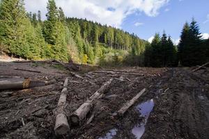 tree felling in charpatians forest, cut down pines in mountains, destroyed forest ,natural disaster, ecology problems photo