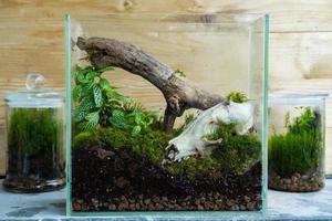 florarium con plantas del bosque y musgo, madera y decoración de cráneos de animales foto