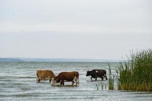 paisaje de un día desagradable con vacas pastan en el río foto