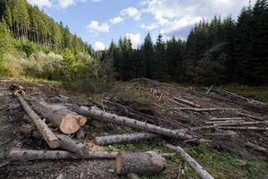 tree felling in charpatians forest, cut down pines in mountains, destroyed forest ,natural disaster, ecology problems photo