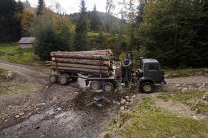 tree felling in charpatians forest, cut down pines in mountains, destroyed forest ,natural disaster, ecology problems photo