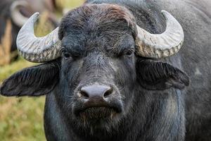 black water buffalo in the fields photo