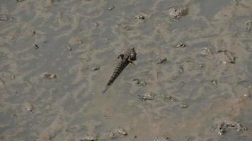 Mudskipper is a fish that lives on land, freshwater, brackish water and saltwater. It is considered a fish that helps maintain the balance of the ecosystem. video