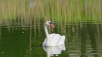 Alone White Swan Swimming on the Lake