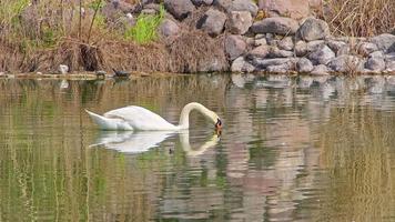 allein weißer Schwan schwimmt auf dem See video