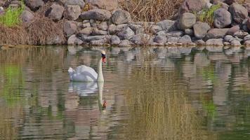 cisne blanco solo nadando en el lago video