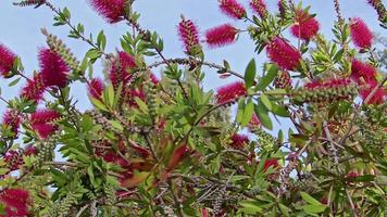 sommarsäsongens löv och blommor video