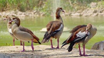 Ente, die in der Nähe des Seewassers ruht video