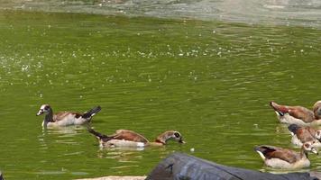 Ducks Swimming On The Lake video