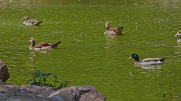 patos nadando en el lago video