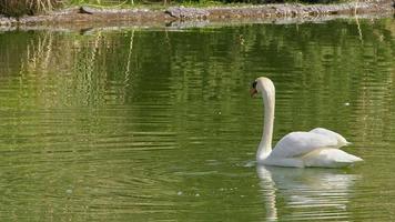 Alone White Swan Swimming on the Lake