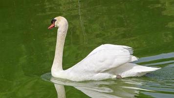 cisne blanco solo nadando en el lago