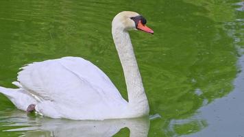 cisne branco sozinho nadando no lago. video