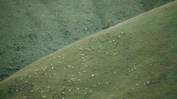 Rebaño de ovejas de 8k en un prado llano cubierto de hierba verde fresca
