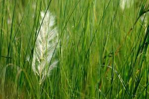 Grass, branch with leaves and Beautiful spring flowers photo