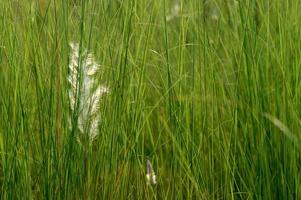 Grass, branch with leaves and Beautiful spring flowers photo