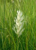 Grass, branch with leaves and Beautiful spring flowers photo