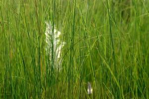 Grass, branch with leaves and Beautiful spring flowers photo