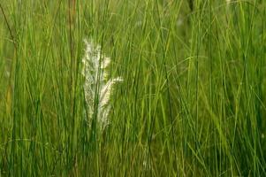 Grass, branch with leaves and Beautiful spring flowers photo