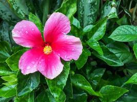 The Pink Hibiscus flower is blossoming on green leaf color background which has a drop of water on the petals. photo