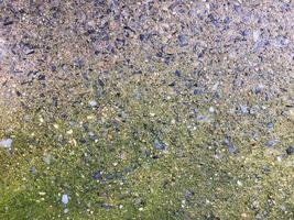 musgo verde brillante que crece en un suelo de hormigón viejo y desgastado de textura áspera húmedo del agua de las gotas. foto