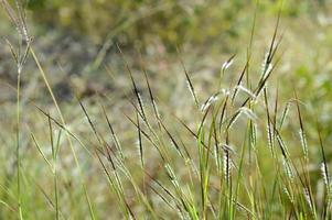 Grass, branch with leaves and Beautiful spring flowers photo